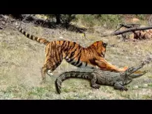 Video: Amazing Tiger Compilation - The Strongest Big Cat in the World